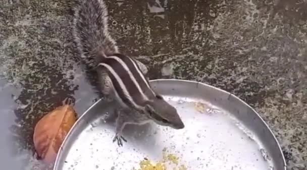 Indian Palm Squirrel Eating Sweet Food — Stock Video