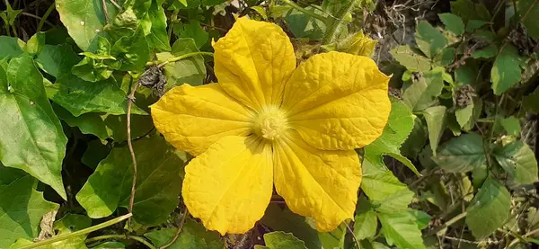 Balmumu kabağı, Cucurbitaceae familyasından yıllık bir sarmaşıktır. Ayrıca Kül Kabağı, Beyaz Kabak, Kış Kabağı, Kavun, Kavun, Kül Kabağı, Çin Korunmuş Kavun olarak da bilinir. Doğduğu yer Güney ve Güneydoğu Asya 'dır..