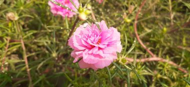 Portulaca Grandiflora ya da Moss Rose, Portekiz 'de yetişen bir çiçekçidir. Ayrıca Rose Moss, 11 yönünde Meksika Gülü, Güneş Gülü ve Kaya Gülü olarak da bilinir. Bu bitkinin doğal yeri Arjantin 'dir..