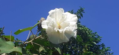 Hibiscus Mutabilis, tüm dünyada gösterişli çiçekler için yetiştirilmiş bir çiçektir. Ayrıca Cotton Rose, Land Lotus, Dixie Rosemallow, Cotton Rosemallow ve Konfederasyon Gülü olarak da bilinir..