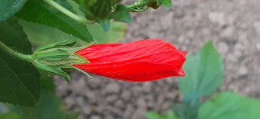 Wax Mallow veya Malvaviscus, Mallow ailesinin en güzel çiçek açan bitkisidir. Ayrıca Türk Kap, Mallow, Mazapan ve Uyuyan Hibiscus olarak da bilinir..