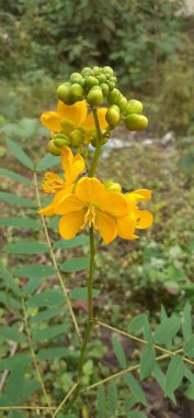 Senna Occidentalis is species of a Pantropical Plant. It is also known coffee senna,Septicweed,Mogdad Coffee,Stinkingweed,Coffeeweed,Piss-a-Bed,Negro-Coffee,Senna Coffee,Styptic Weed.