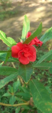 Impatiens Balsamina is a Balsaminaceae family annual flowering plant. It is also known Balsam, Rose Balsam, Garden Balsam, Touch-me-not, Spotted Snapweed and Dopati. Its native place is India. clipart