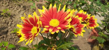 Kasımpatı, Asteraceae familyasından bir çiçek bitkisidir. Anns ve Chrysanths olarak da bilinir. Bu çiçekli bitkinin doğduğu yer Doğu Asya ve Kuzeydoğu Avrupa 'dır..