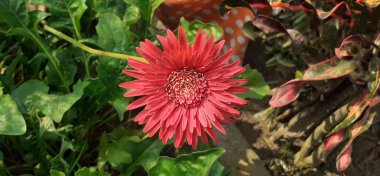 Gerbera bir Asteraceae ailesi çiçekli bitkisidir. Bu fabrikanın doğal yeri Güney Afrika 'dır. Transvaal Daisy, Barbartonse Madeliefie, Rooigousblom ve Afrikalı Daisy olarak da bilinir..