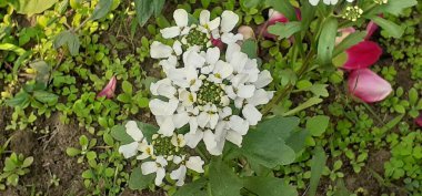  Iberis Gibraltarica, Brassicaceae familyasından bir çiçek bitkisidir. Gibraltar Candituft olarak da bilinir. Bu çiçekli bitkinin doğal yeri Kuzey Amerika 'dır..