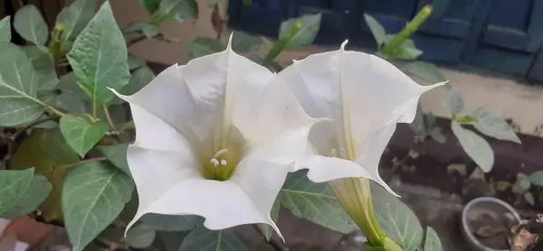 Jimsonweed is a species of Solanaceae family highly poisonous flowering plant. It is also known Thornapple, Datura Stramonium, Devil\'s Trumpets, Moonflower,Devil\'s Snare and Hell\'s Bells.