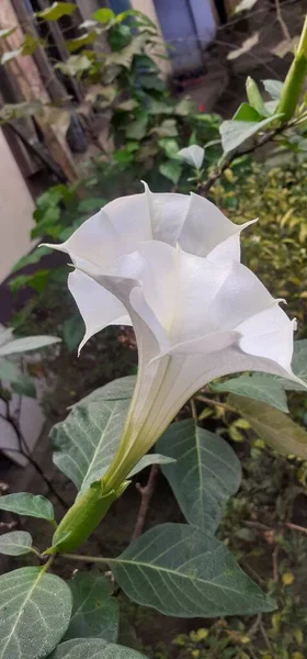 Jimsonweed is a species of Solanaceae family highly poisonous flowering plant. It is also known Thornapple, Datura Stramonium, Devil\'s Trumpets, Moonflower,Devil\'s Snare and Hell\'s Bells.