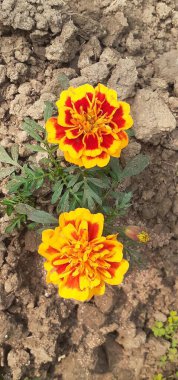 Tagetes Patula ya da Fransız Marigold, Asteraceae familyasından bir çiçek bitkisidir. Bu çiçeğin doğal yeri Guatemala ve Meksika 'dır..