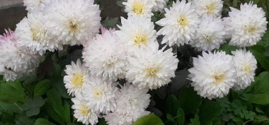 Kasımpatı ya da Shevanti, Asteraceae familyasından bir çiçek bitkisidir. Anns ve Chrysanths olarak da bilinir. Bu çiçekli bitkinin doğduğu yer Doğu Asya ve Kuzeydoğu Avrupa 'dır..