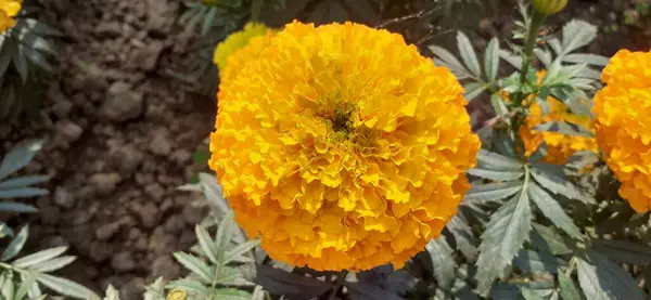 Mexican Marigold Είναι Φυτό Ανθοφορίας Της Οικογένειας Asteraceae Είναι Επίσης Φωτογραφία Αρχείου