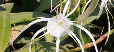 Beach Spider Lily, Amaryllidaceae familyasından bir çiçek bitkisidir. Hymenocallis Littoralis olarak da bilinir. Bu santralin doğal yeri Latin Amerika 'nın kıyı bölgesidir..