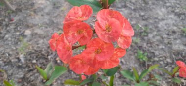 Euphorbia Milii or Crown of Thorn flowers is a species of Euphorbiaceae family flowering plant flowers. It is also known Christ Plant and Christ Thorn. Native place of this plant is Madagascar. clipart
