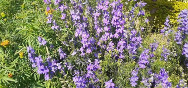 Consolida Ajasis, Ranunculaceae familyasından bir çiçek bitkisidir. Avrasya 'da yetişen bir bitki. Rocket Larkspur ve Kuşkulu Şövalye Mahmuzu olarak da bilinir..