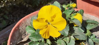 Pancy or Garden Pancy is a Violaceae family hybrid flowering plant. It is mostly cultivated as garden flower. It is also known Viola, Viola Tricolor, Hortensis and Wild Pancy. clipart