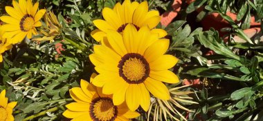 Gazania Rigens is an Asteraceae Family Flowering plant. Native place of this flowering plant is Southern Africa's Coastal Areas. It is also known Gazania and Treasure Flower. clipart