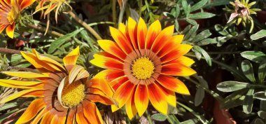 Gazania Rigens is an Asteraceae Family Flowering plant. Native place of this flowering plant is Southern Africa's Coastal Areas. It is also known Gazania and Treasure Flower. clipart