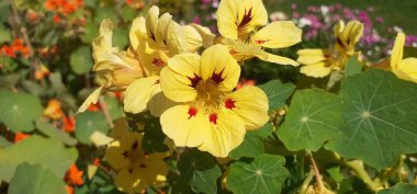 Garden Nasturtium or Tropaeolum Majus is a Tropaeolaceae family flowering plant. It is also known Nasturtium,Indian Cress and Monks Cress. clipart