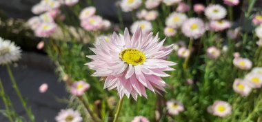 Rhodanthe Chlorocephala is an Asteraceae family flowering plant. It is also known as Pink and White Everlasting. Native place of this flowering plant is South and Western Australia. clipart