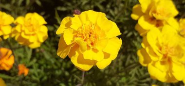 Tagetes Erecta, Asteraceae familyasından bir çiçek bitkisidir. Meksika Marigold, Büyük Marigold, Aztec Marigold ve Cempasuchil olarak da bilinir. Bu çiçekli bitkinin doğal yeri Meksika 'dır..