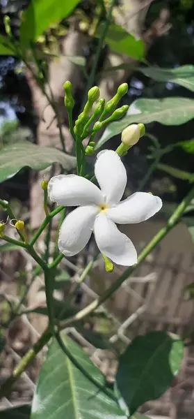 stock image Pinwheel Flower is an evergreen shrub small flowering plant flower, It is also commonly known as East India Rosebay Crape Jasmine and Nero's Crown.