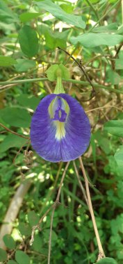 Klitoria Ternatea ya da Asya Güvercinkanatları, Fabaceae familyasından bir çiçek bitkisidir. Bluebellvine, Blue Pea, Butterfly Pea, Darwin Pea veya Cordofan Pea olarak da bilinir..