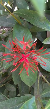 Ixora Coccinea, Rubiaceae familyasından bir bitki türü. Orman Alevi, Pendkuli, Orman Geranium ve Ormanın Alevi olarak da bilinir. Bu çiçekli bitkinin doğal yeri Hindistan 'dır..