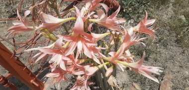 Çizgili Barbados Lily veya Hippeastrum Striatum, Amaryllidaceae familyasından bir çiçekli bitkidir. Bu çiçeğin doğal yeri Brezilya 'nın doğu ve güney bölgesidir..