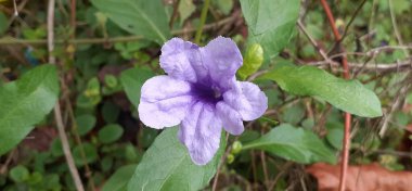  Ruellia tuberosa çiçeği, Acanthaceae familyasından çiçek açan bir bitki türüdür. Asıl yeri Orta Amerika 'dır..