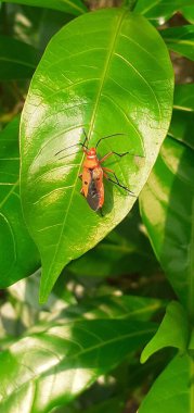 Dysdercus Cingulatus or Bapak pucung is a species of pyrrhocoridae family true ladybug. It is a serious pest of cotton crops. It is also known red cotton stainer. clipart