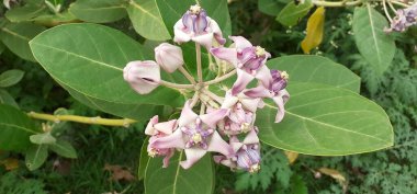 Calotropis Gigantea, Apocynaceae familyasından bir çiçek bitkisidir. Ayrıca taç çiçeği olarak da bilinir. Bu bitkinin doğal yeri Hindistan, Pakistan, Çin, Nepal ve tropikal Afrika Kontudur.