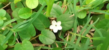 Roundleaf bindweed, sürünen bir sabah ailesi otudur. Evolvulus Nummularius olarak da bilinir. Bu bitkinin kaynağı Meksika, Orta Amerika ve Güney Amerika 'dır..