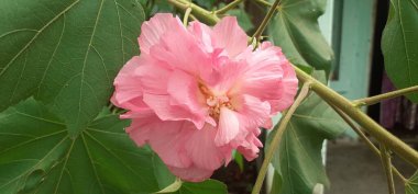 Hibiscus Mutabilis is a flowering plant, Its cultivated around the world for showy flowers. It is also known Cotton Rose, Land Lotus, Dixie Rosemallow, Cotton Rosemallow and Confederate Rose. clipart