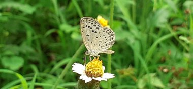 Soluk Çimen Mavi Kelebeği, Lycaenidae familyasından küçük bir kelebek türü. Çoğunlukla Güney Asya 'da bulunur. Pseudozizeeria Maha olarak da bilinir..