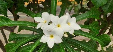 Plumeria Pudica, Apocynaceae ailesinin çiçek açan bitkisidir. Yaygın olarak bilinen adları Beyaz Frangipani, Fiddle leaf Plumeria, Wild Plumeria, Bonairian Oleander, Thai Champa ve Naag Champa 'dır..