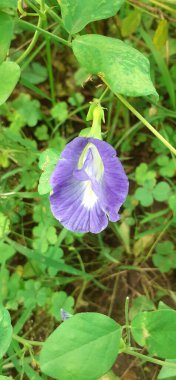 Klitoria Ternatea ya da Asya Güvercinkanatları, Fabaceae familyasından bir çiçek bitkisidir. Bluebellvine, Blue Pea, Butterfly Pea, Darwin Pea veya Cordofan Pea olarak da bilinir..