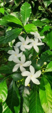 Fırıldak Çiçeği, sık sık Doğu Hindistan 'da Rosebay Crape Jasmine ve Nero' nun Taç Çiçeği olarak da bilinir..