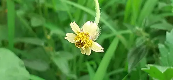 Stock image Tridax Procumbens Or Tridax Daisy is a species of  Asteraceae family flowering plant ,It is also known Coatbuttens flower, Native place of this flowering plant is tropical America.