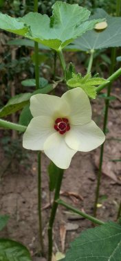 Bamya ya ya da Lady Fingers, Mallow Ailesi 'nin çiçek açan bitkisidir. Okro, Abelmoschus Esculentus ve Ochro olarak da bilinir. Bu çiçekli bitkinin doğal yeri Güneydoğu Asya, Güney Asya ve Batı Afrika 'dır..