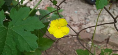 Acı kabak ya da Momordica Charantia, Cucurbitaceae familyasından tropikal ve subtropikal bir sarmaşıktır. Ayrıca Bitter Apple, Bitter Melon, Bitter Squash ve Balsam-Pearl olarak da bilinir. Çok sağlıklı bir sebzedir..