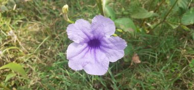 Ruellia tuberosa çiçeği, Acanthaceae familyasından çiçek açan bir bitki türüdür. Asıl yeri Orta Amerika 'dır..