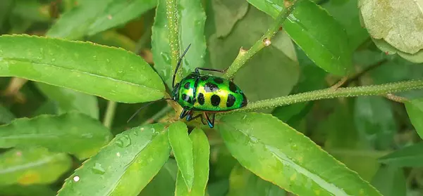 stock image  Green Jewel Bug are commonly known as jewel bug or metallic shield bug due to brilliant coloration. Green jewel bug insect feed mainly plant juices .