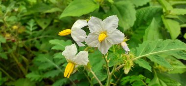 Solanum Sisymbriifolium small white flower, It is also known Litchi Tomato, Sticky nightshade, Fire and ice plant, Vila vila, Morelle de balbis and Red buffalo bur.  clipart