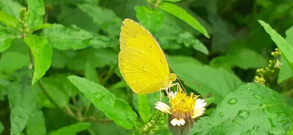 stock image Common Grass Yellow butterfly also known Eurema Hecabe and Grass Yellow Butterfly. They are mostly found to flying close to the ground and open grass area and its mainly found in Asia, Australia.