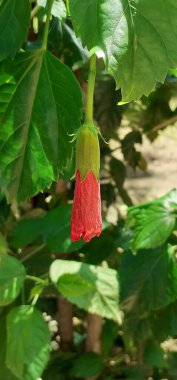 Hibiscus Çiçeği (İngilizce: 