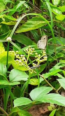 Ypthima Huebneri or Common Fourring is a Satyrinae family species butterfly. Its mainly found in Asian countries  India, Nepal, Burma and Malaysia.