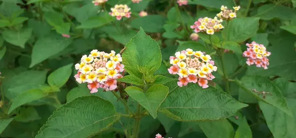 stock image West Indian pink and yellow Lantana also known as Common Lantana is a species of flowering plant. Its native place is central and south American tropics. But it is spread out from America.