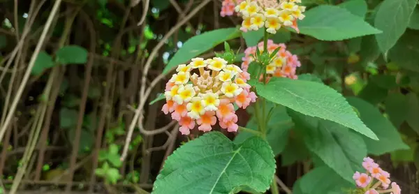 stock image West Indian pink and yellow Lantana also known as Common Lantana is a species of flowering plant. Its native place is central and south American tropics. But it is spread out from America.