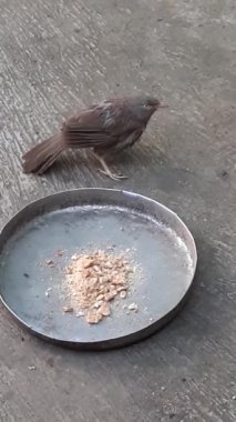 Jungle Babbler, Leiothrichidae familyasından vahşi bir kuş türü. Ayrıca Seven Brothers veya Seven Sisters olarak da bilinir. Genellikle Hint Altkıtası 'nda bulunur..