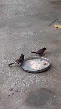 Red Vented Bulbul Kuşu, Pycnonotidae familyasından bir kuş türü. Hindistan 'ın altkıtasındaki yerleşik bir üretici kuş..